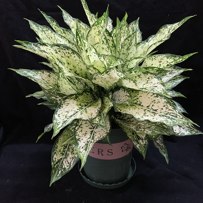 绿翡翠花叶万年青盆栽室内耐阴四季常绿防辐射大盆观叶绿植吸甲醛