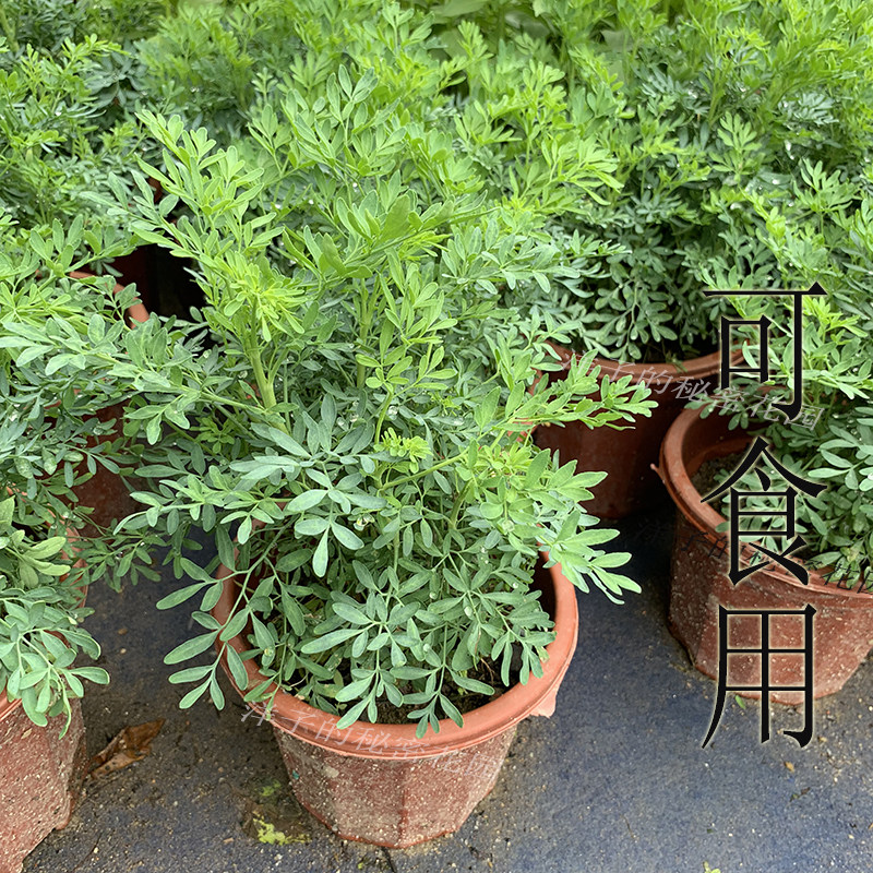 臭草盆栽植物室外阳台菜园四季花苗食用臭艾绿豆糖水驱蚊草芸香草