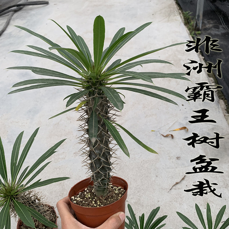 进口非洲霸王树盆栽稀少植物绿植带土带盆景阳台多肉超大棒槌树