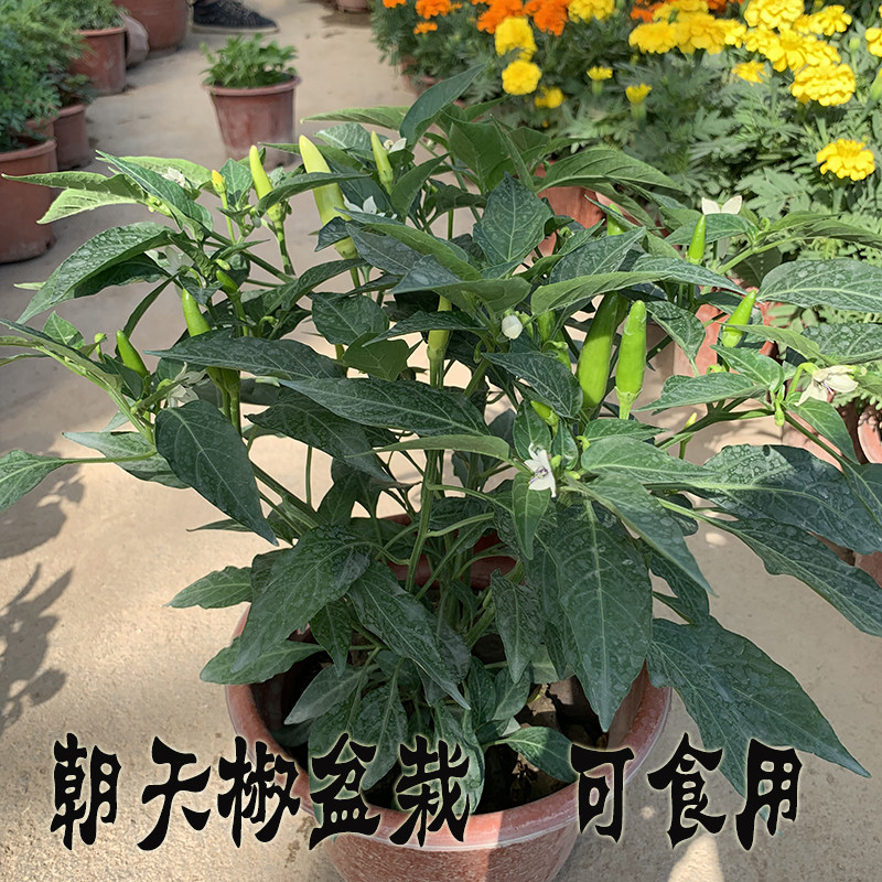 朝天椒盆栽指天辣椒向天椒带果带土发货辣椒庭院阳台观果植物
