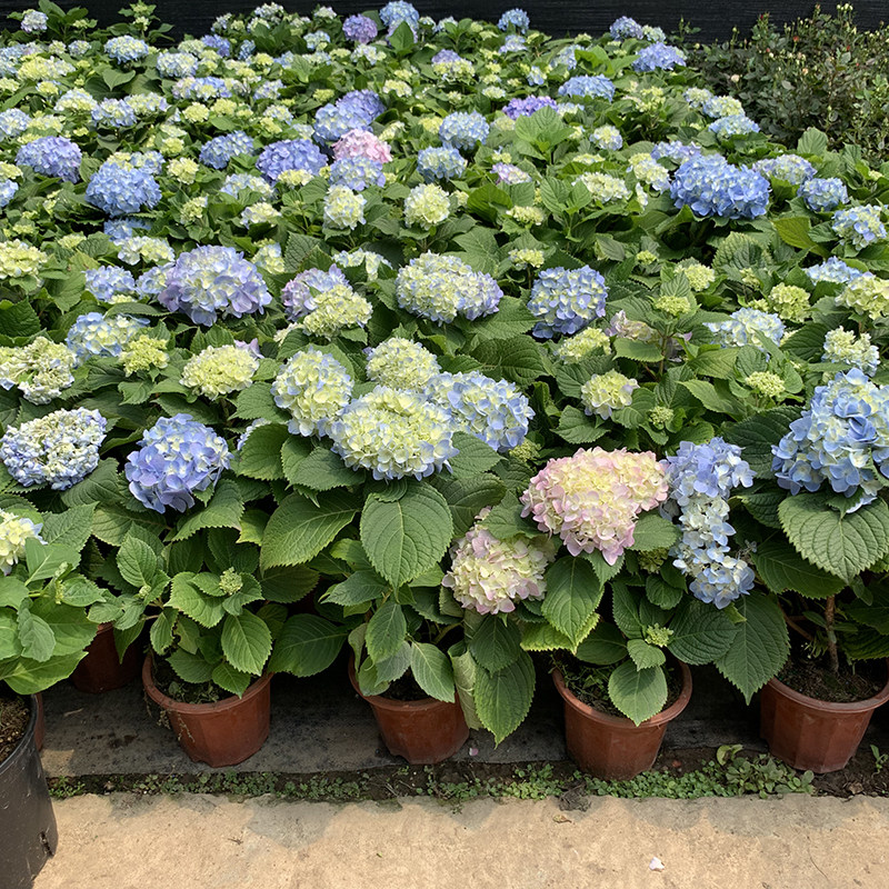 绣球花盆栽 花卉绿植进口洋绣球花无尽夏 开花植物四季带花苞发货