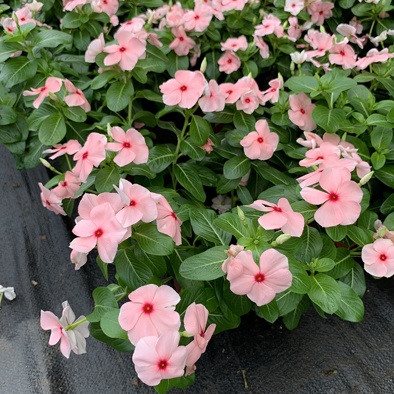 长春花盆栽带花苞日日春五叶梅花苗阳台庭院四季花卉耐热耐晒花卉