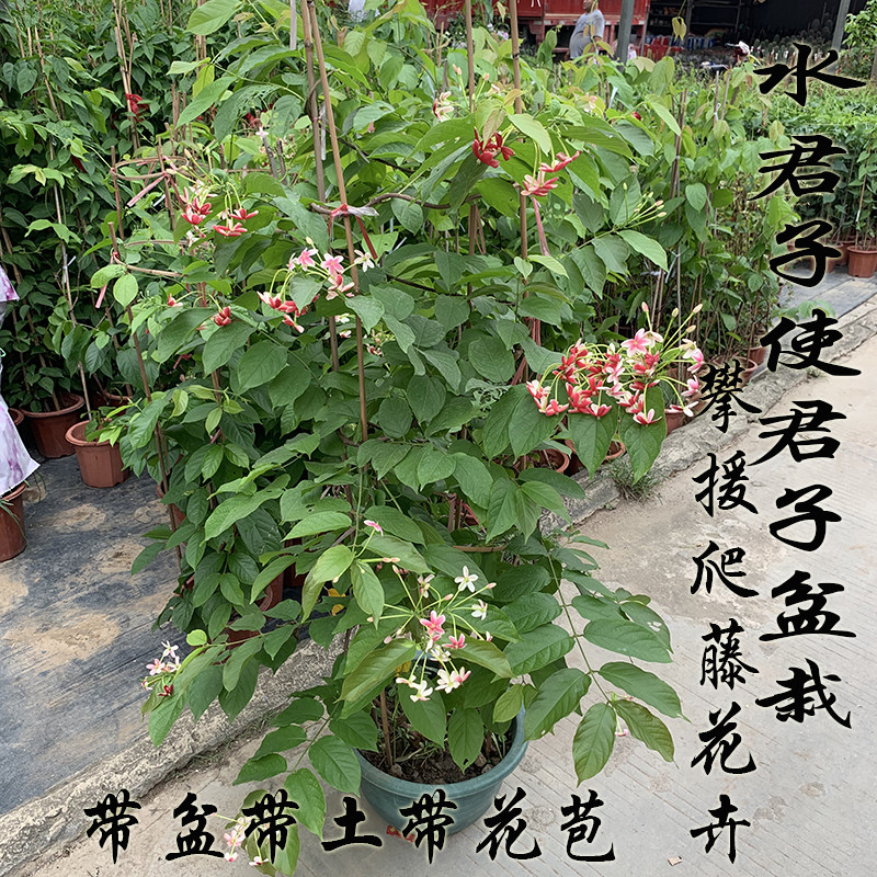 使君子盆栽爬藤重瓣花攀爬植物水君子花单瓣花攀援花卉使君子盆栽