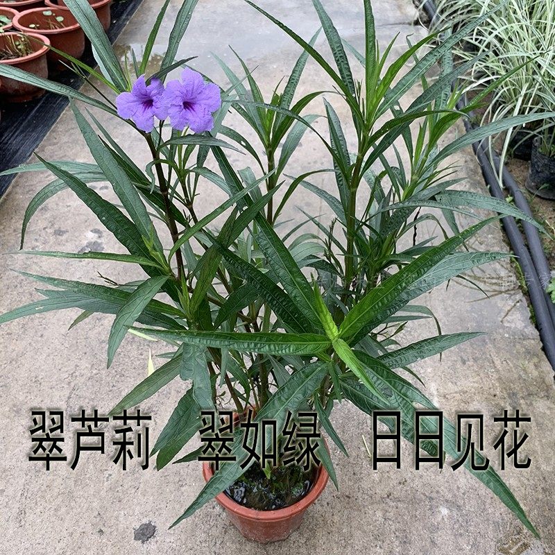翠芦莉花苗水生盆栽阳台庭院水培地栽植物美观原土发货四季种开花