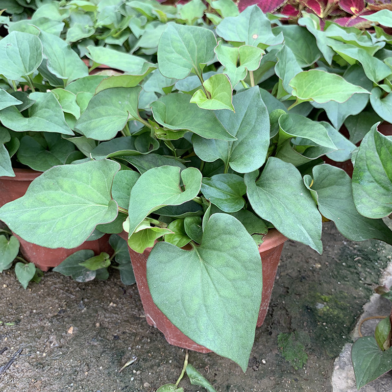 鱼腥草苗鱼腥草盆栽阳台可食用蔬菜食材野生保健菜可食用盆栽包邮