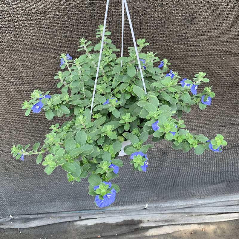 盆栽窗台垂吊耐热蓝色观花植物