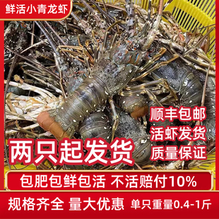 小青龙虾鲜活生猛大龙虾海鲜水产鲜活发货顺丰包活新鲜到家大龙虾