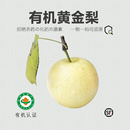 南阳新鲜黄金梨皮薄肉厚核小多汁梨子水果 有机梨 新鲜上市