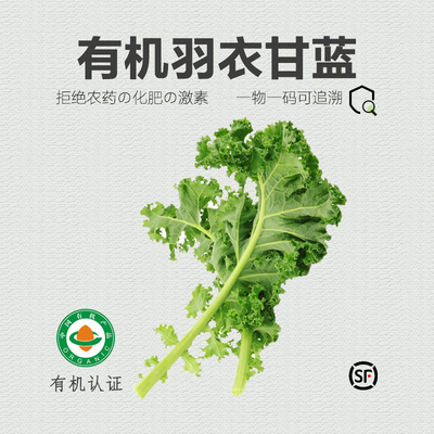 有机羽衣甘蓝 新鲜采摘有机菜蔬菜沙拉西餐食材榨汁菜