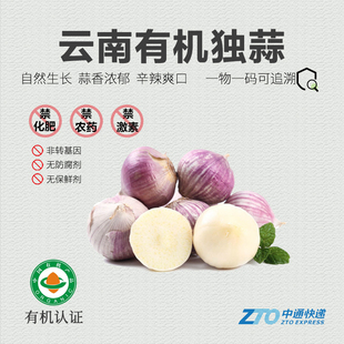 有机独蒜2025新蒜大蒜云南高原紫皮蒜新鲜蔬菜蒜头干蒜 散装