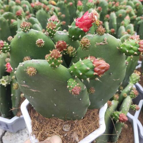 红花胭脂仙人掌开红花多肉植物盆黄花栽防辐射短刺仙人掌稀有品种