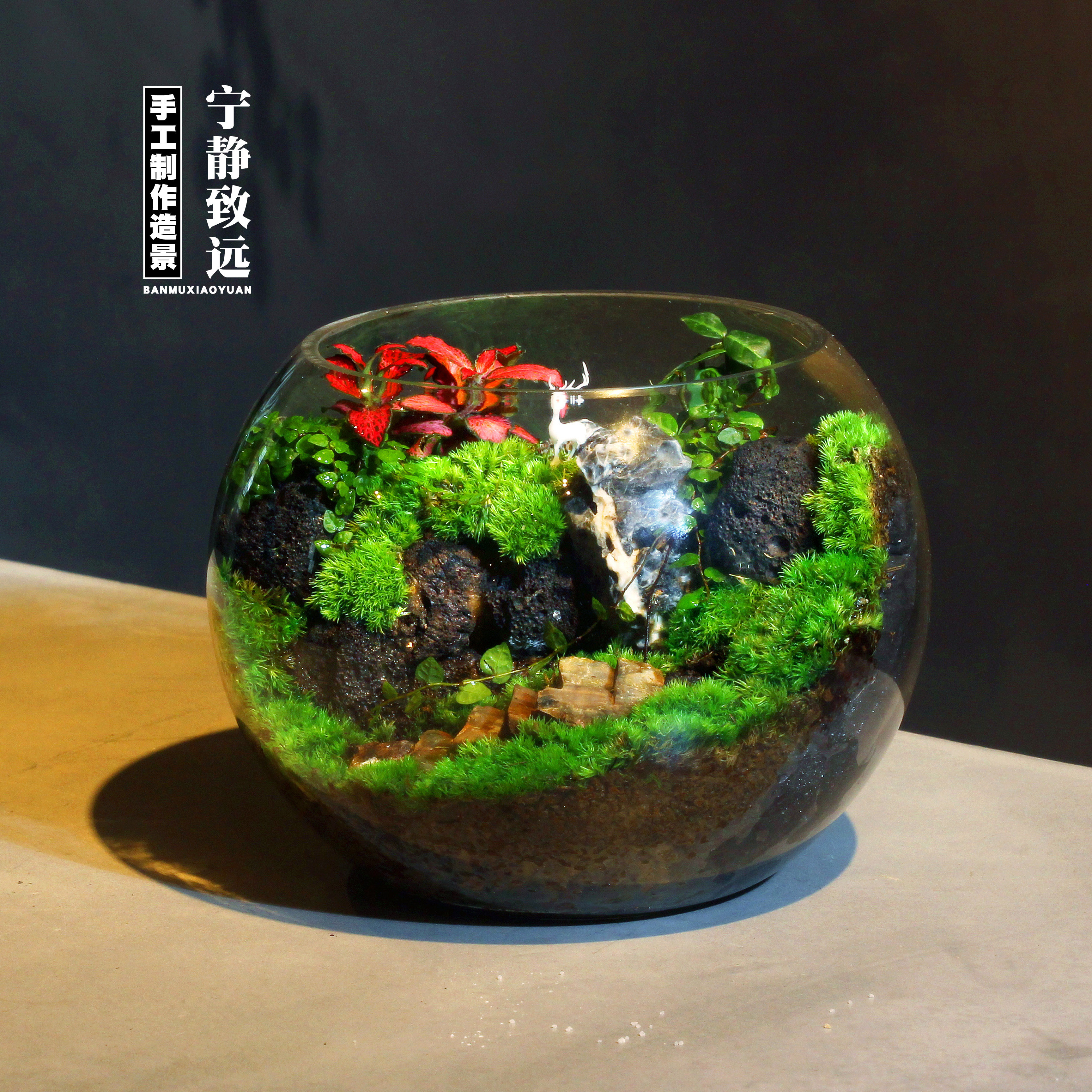 办公室桌面苔藓微景观圆玻璃生态瓶闷养造景绿植摆件