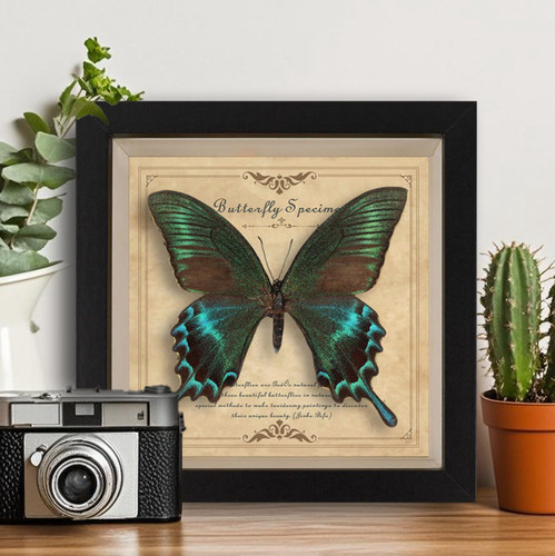 真蝴蝶标本相框欧式装饰画摆台
