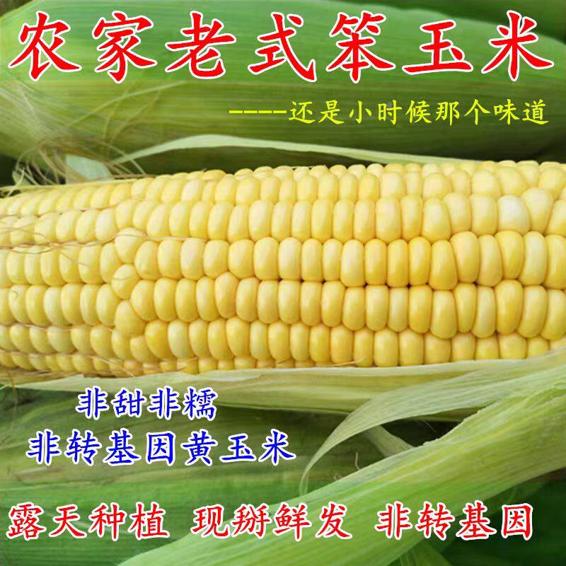 陕西现摘带皮黄糯玉米5斤