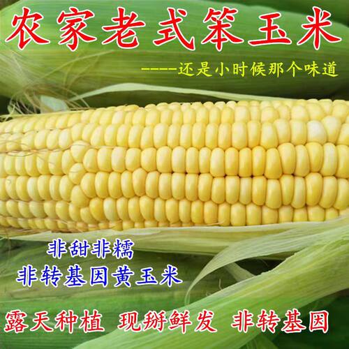 陕西新鲜老式笨玉米苞米棒子5斤非甜非糯现摘带皮老玉米农家自种