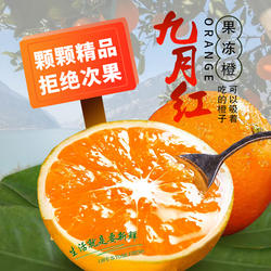 九月红橙子秭归脐橙水果当季新鲜10斤整箱大果包邮手剥果冻橙