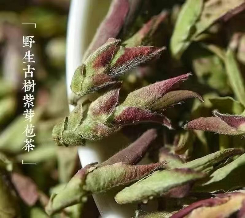 2025年野生古树紫芽苞茶 芽苞普洱茶生茶散茶紫芽苞茶500克包邮