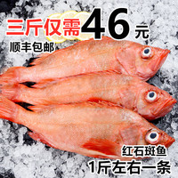 紅石斑魚冷凍整條深海紅魚大龍膽魚富貴魚深海魚鮮活海鮮水產(chǎn)斑魚