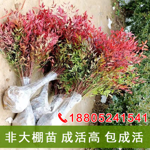 红叶南天竹价格 红叶南天竹图片 星期三 红叶南天竹价格 红叶南天竹图片 星期三