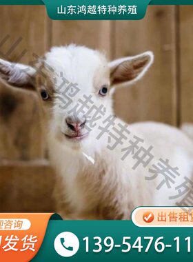 景区观赏山羊侏儒羊长不大的