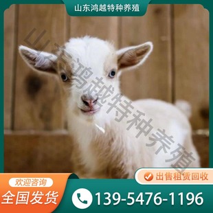 侏儒羊 长不大的宠物羊 景区观赏萌宠 矮脚羊 山羊活体养殖资料