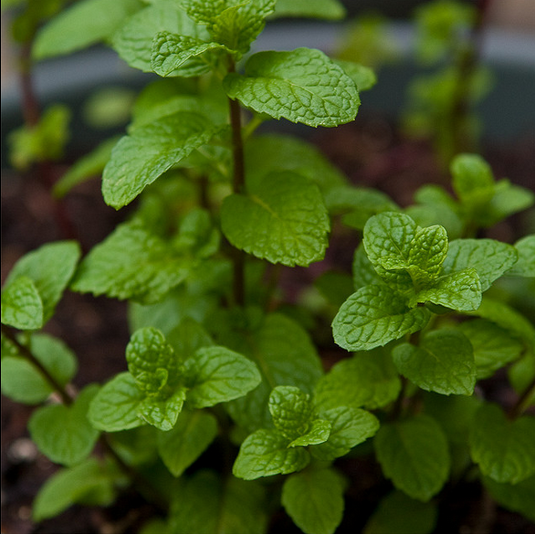 猫薄荷食用柠檬香水猫薄荷种子阳台盆栽四季播种花草种子套装