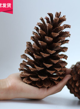 天然大松果美国湿地松 zakka天然松塔干果乡村家饰圣诞用品超大号