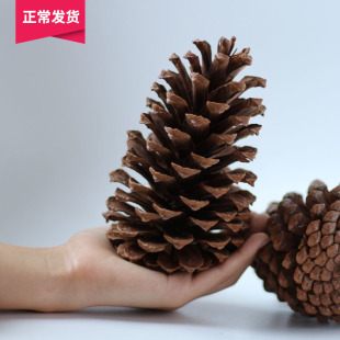 zakka天然松塔干果乡村家饰圣诞用品超大号 天然大松果美国湿地松
