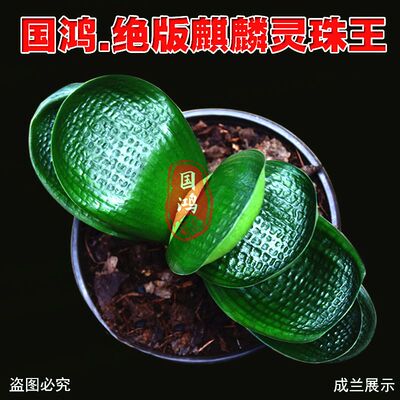 东北名贵特级圆头和尚虎头麻脸精品宽短叶小苗盆栽优选狮子头虎头