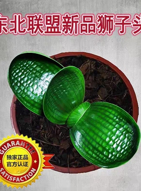 东北新款精品高端名贵特级君子兰狮子头麻脸油匠宽短叶圆头盆栽苗