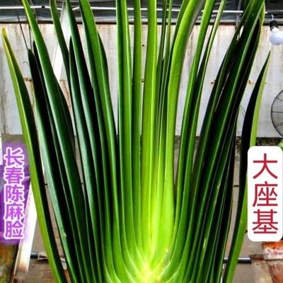 长春君子兰精品小苗立板大座基坑纹钢板室内绿植盆栽