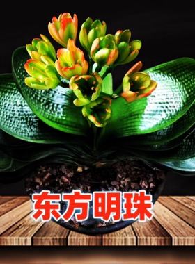 东北名贵君子兰精品小苗圆头和尚超宽短叶麻脸坑纹钢板镇宅盆景