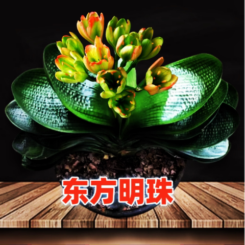 东北名贵君子兰精品小苗圆头和尚超宽短叶麻脸坑纹钢板镇宅盆景