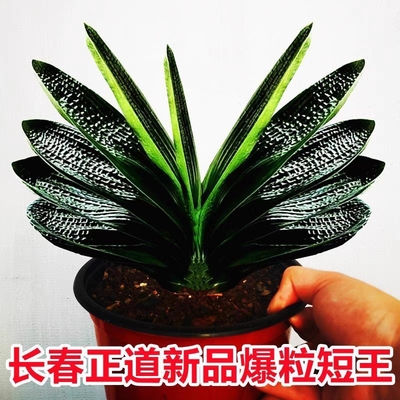 长春名贵短叶君子兰精品爆粒王麻脸油匠小型立板盆栽绿植花卉