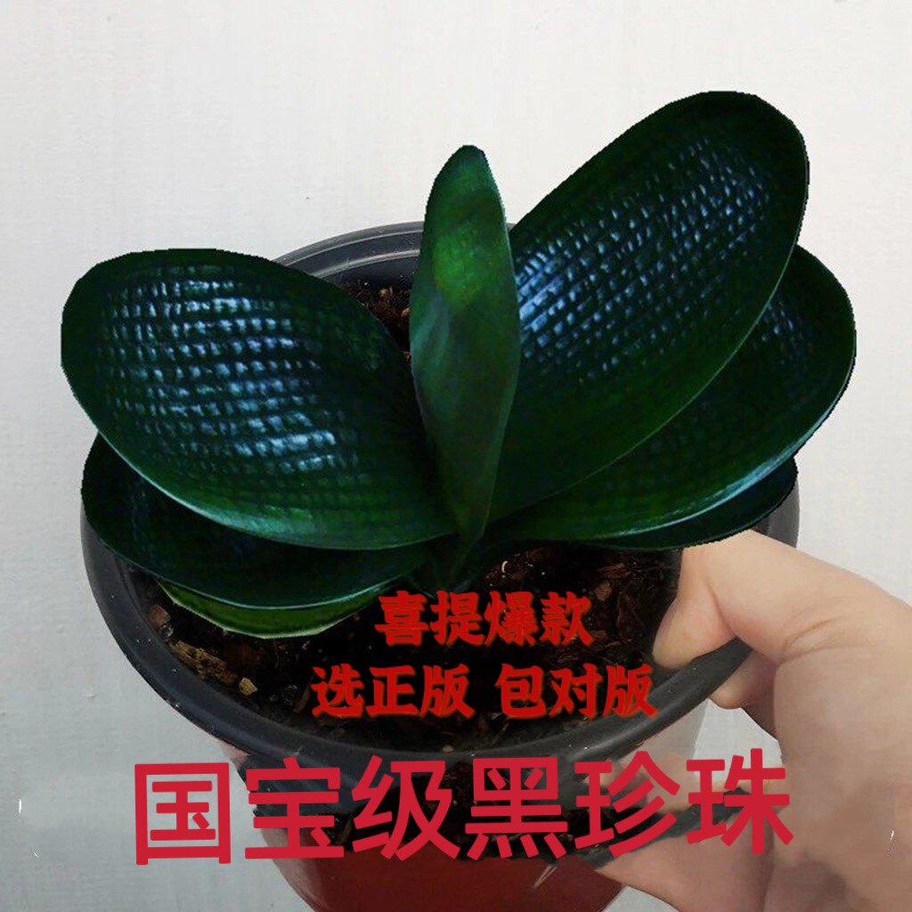 君子兰旗舰店一叶苗精品麻脸珍珠王宽叶短叶圆头和尚名贵高端