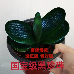 君子兰旗舰店一叶苗精品麻脸珍珠王宽叶短叶圆头和尚名贵高端