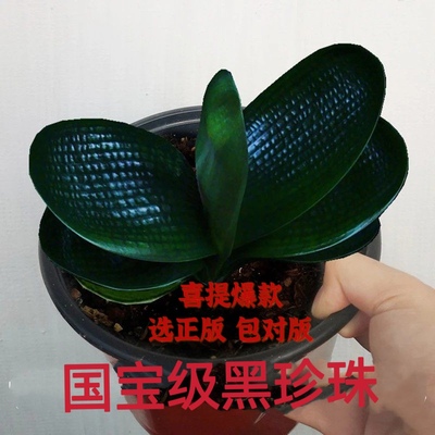 君子兰旗舰店一叶苗精品麻脸珍珠王宽叶短叶圆头和尚名贵高端