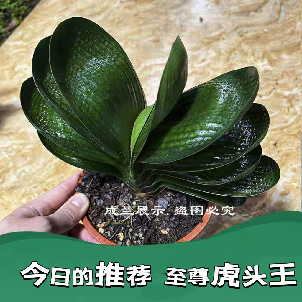 长春精品虎头王和尚珍珠麻脸君子兰绿植优质圆头短宽圆叶小苗包邮