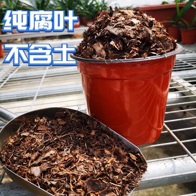 真正东北橡树叶营养土松针腐殖土腐叶兰花君子兰专用橡叶种植酸性图片