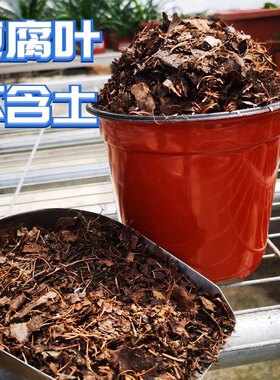 真正东北橡树叶营养土松针腐殖土腐叶兰花君子兰专用橡叶种植酸性