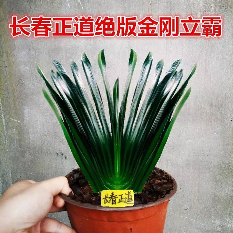 长春新款精品君子兰 金刚立板霸王 油匠麻脸深坑纹宽短叶盆栽小苗