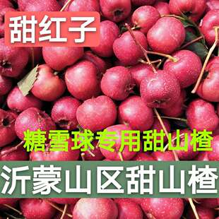 沂蒙新鲜山楂2025新款甜红子野生糖雪球罐头批发专用水果山里红