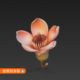 木棉花模型花朵模型三维模型OBJ模型3D模型木棉花建模973