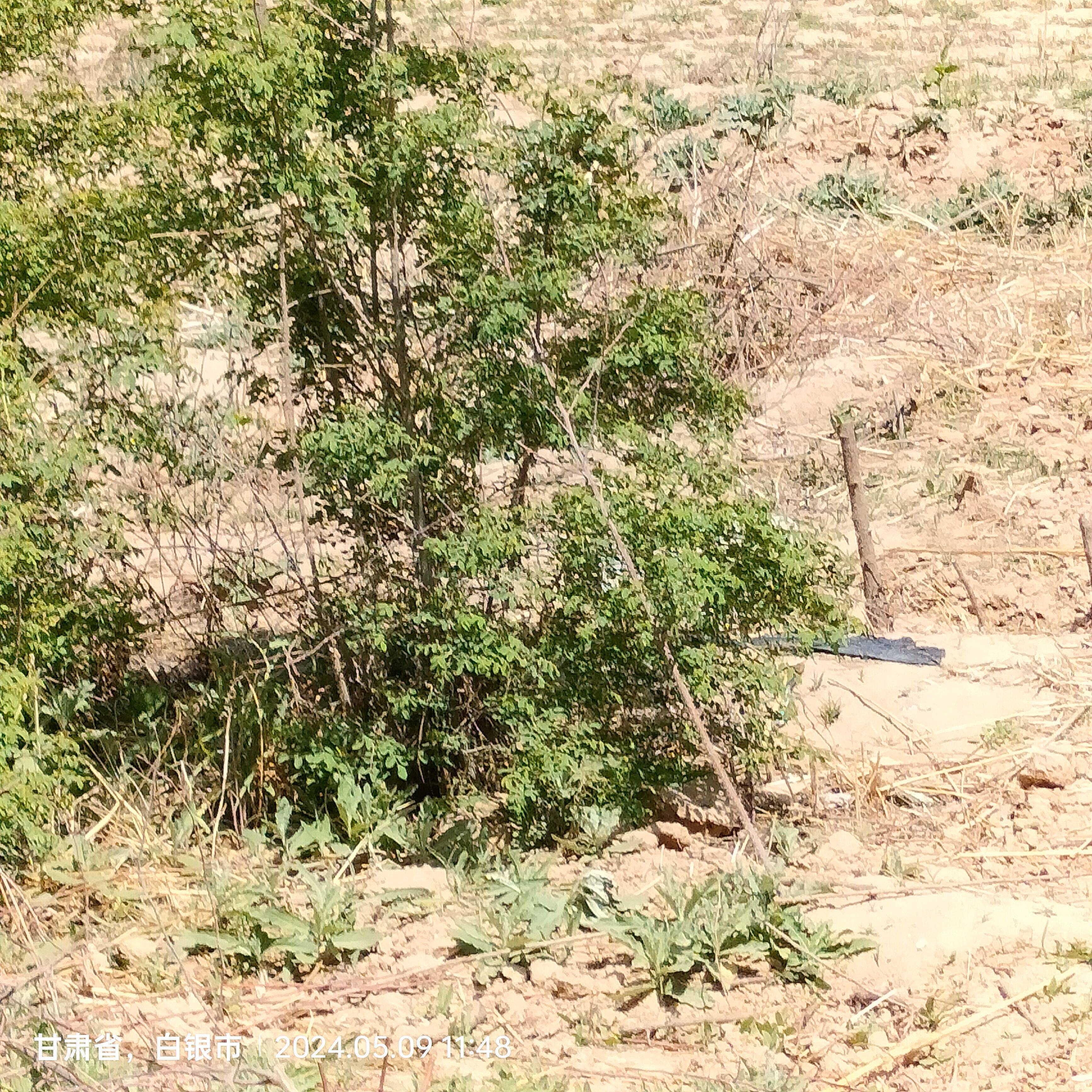 甘肃发货玫瑰花茶树苗食用苦水玫瑰花苗耐寒耐旱易栽包活一颗包邮