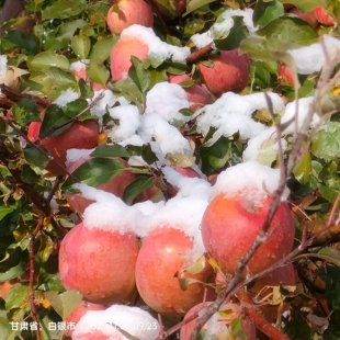 红富士苹果甘肃高原生态种植好吃的不得了一吃忘不了一箱18颗包邮