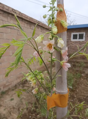 补风水状元树可传家文冠果树苗耐旱文冠茶功效请百度易活观赏植物
