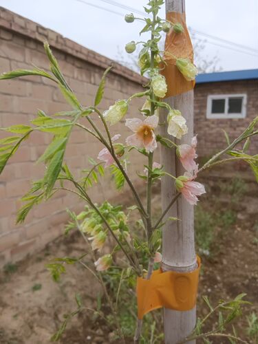 补风水状元树可传家文冠果树苗耐旱文冠茶功效请百度易活观赏植物