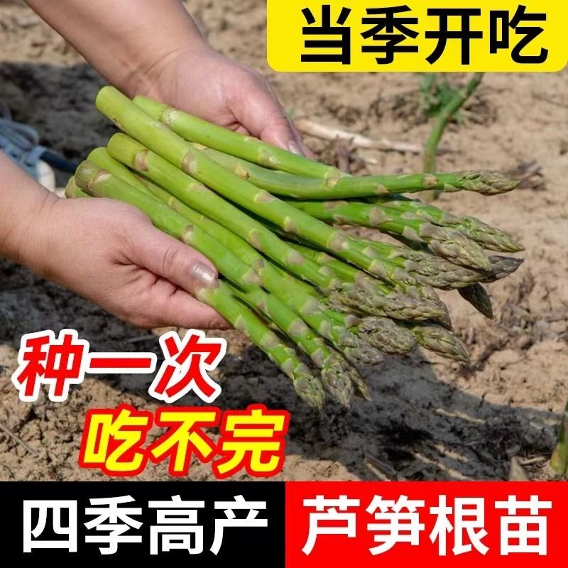 芦笋苗根四季种植芦笋苗根三年大苗阳台盆栽苗家庭食用蔬菜芦笋苗