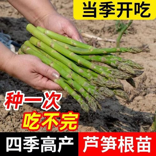 芦笋苗根四季种植家庭食用