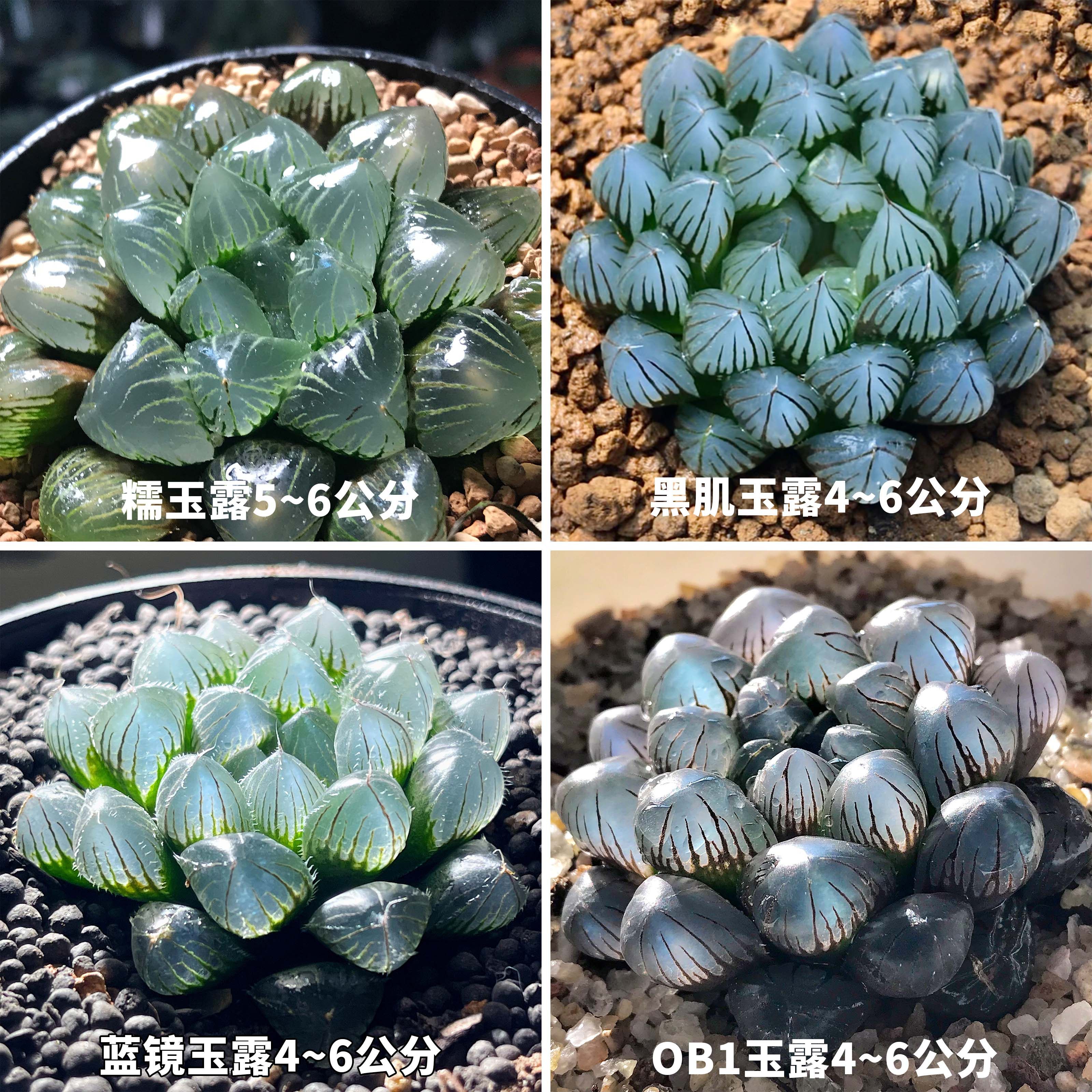 冰灯玉露多肉植物蓝镜翠云十二卷盆栽超值包邮套餐大颗带盆栽好美